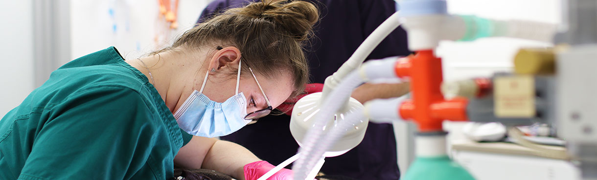 Celebrating Veterinary Nurse Awareness Month – May 2023